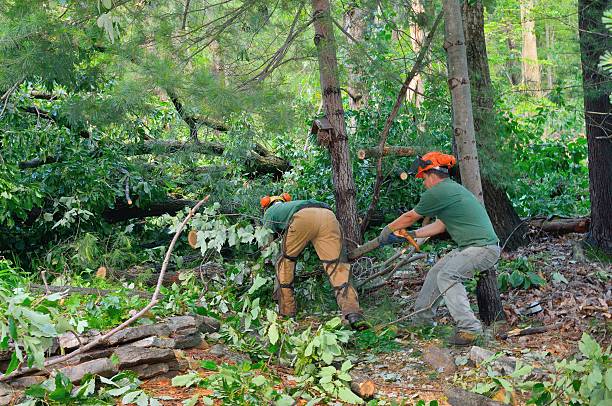 Tree and Shrub Care in Island Walk, FL